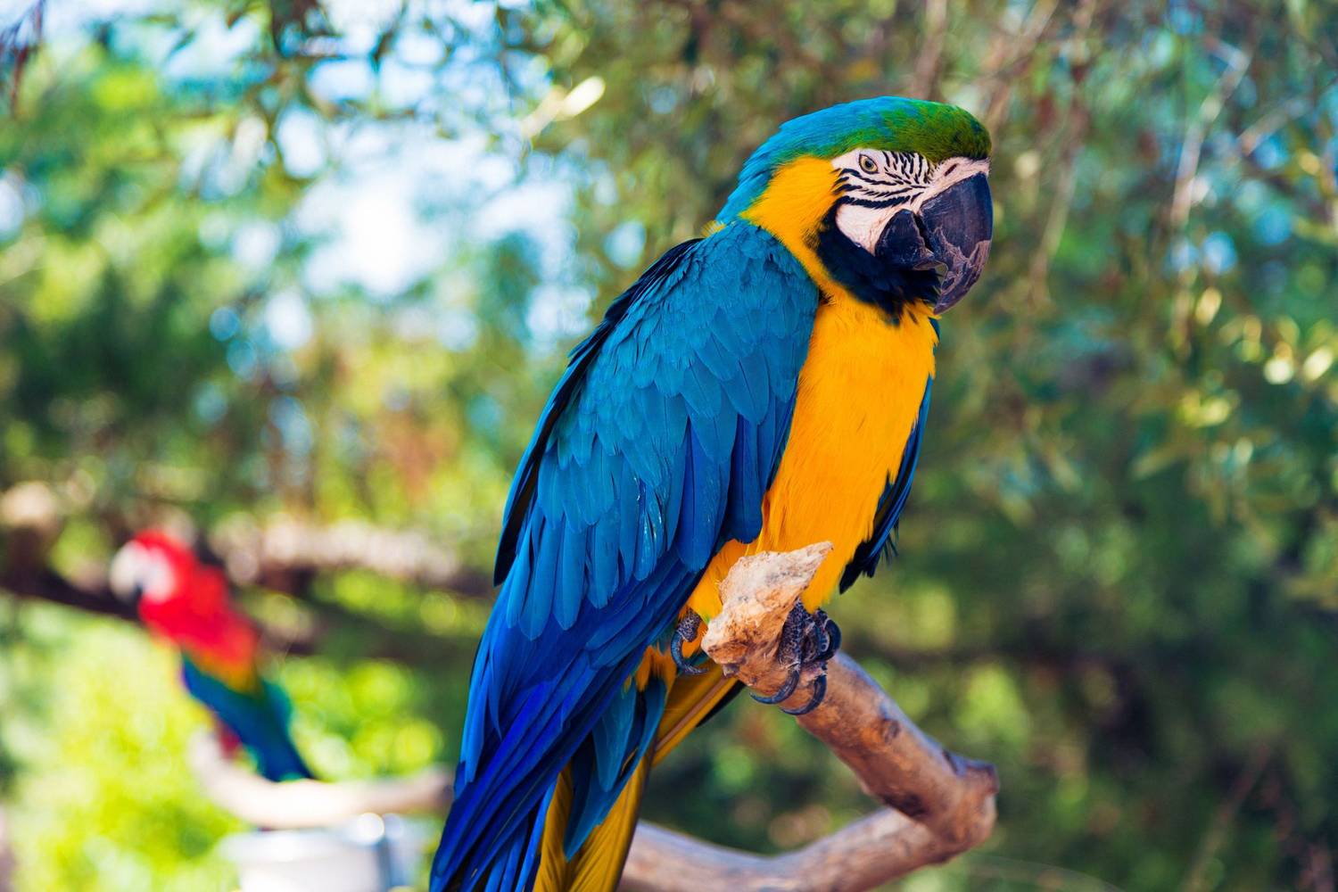 Parrot Protocol's Controversial Move to Become Tokenless: What You Need ...